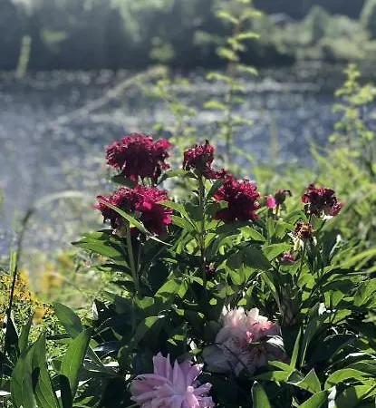 Lüks kamp alanı Glamping On Idyllic Lake, Paddle Boards & Rowboat *