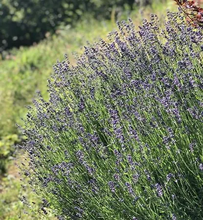 Glamping On Idyllic Lake, Paddle Boards & Rowboat ラグジュアリーテント