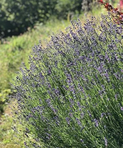 Glamping On Idyllic Lake, Paddle Boards & Rowboat Luxury tent